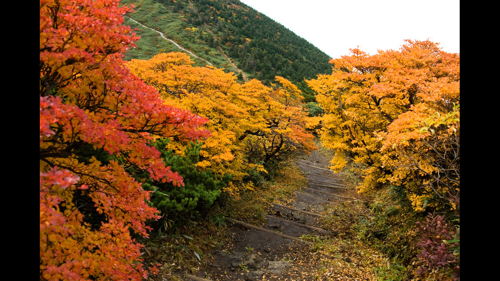 Есенна Япония - страната, в която ходят на "лов за листа"
