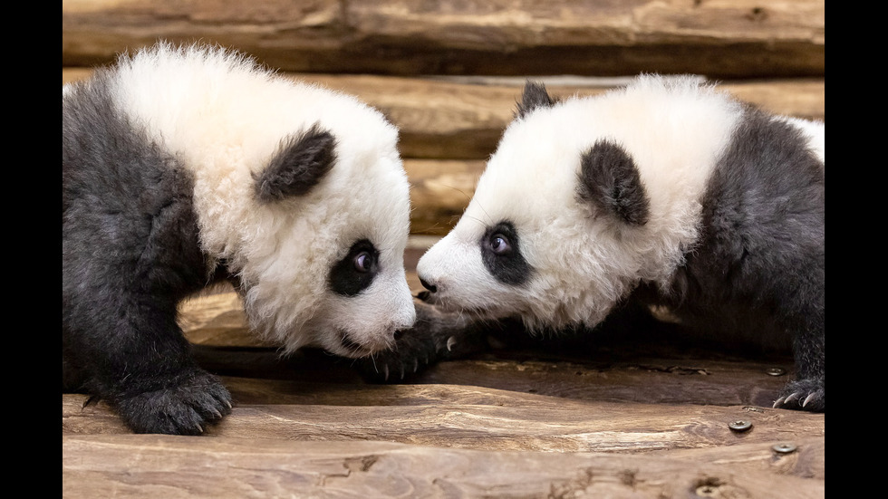 Бебетата панди от Берлинския зоопарк излязоха на първа разходка