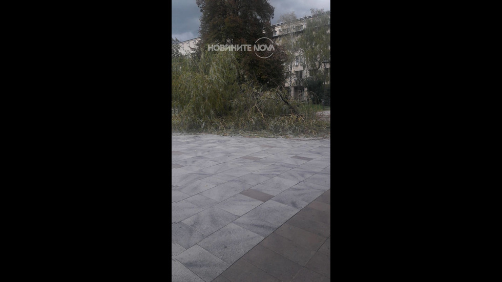 Рухна една от двете върби пред църквата „Св. Седмочисленици”