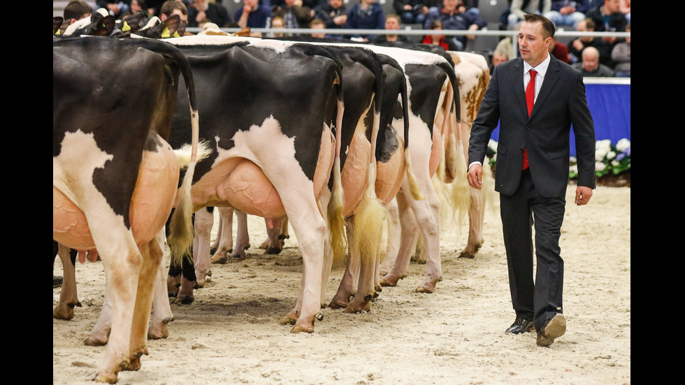 Избраха най-красивата крава на две германски провинции