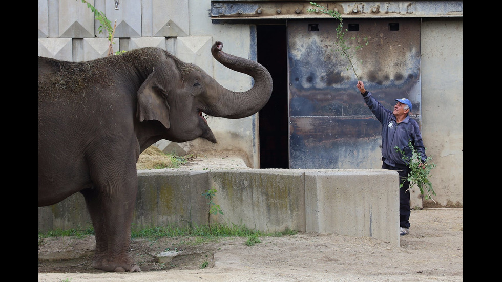Гледачите от Софийския зоопарк и техните животни