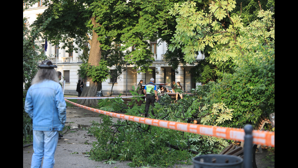 Дърво падна пред Народния театър в София, пострадало е момиче