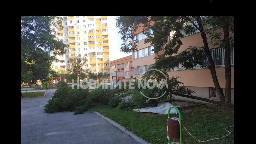 Вятър изкорени дървета в детска градина в София