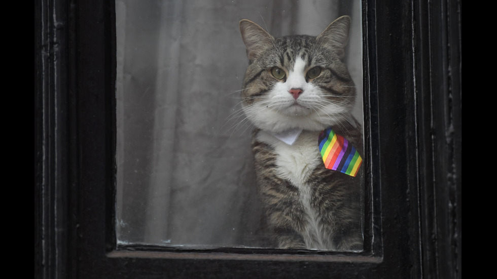 Котката на Асанж – стилна с вратовръзки