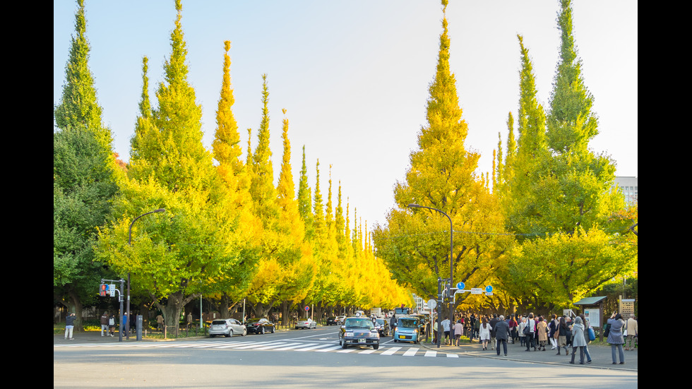 Есенна Япония - страната, в която ходят на "лов за листа"