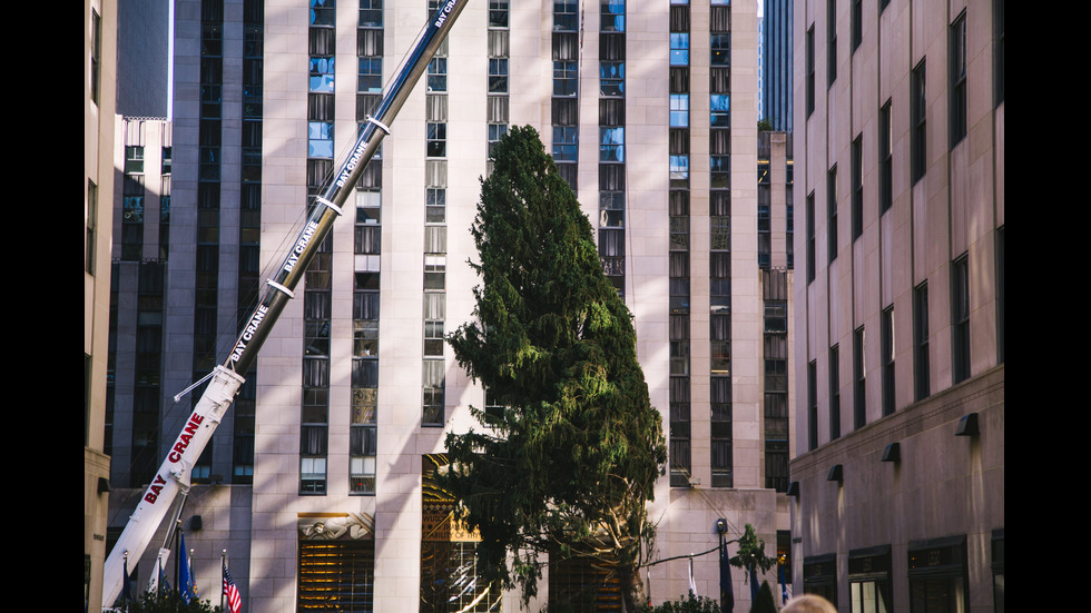 14-тонно дърво премина по улиците на Ню Йорк