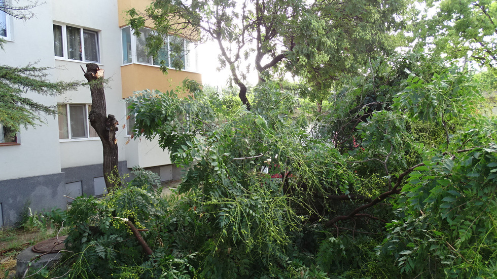 Силна буря изкорени дървета в Благоевград