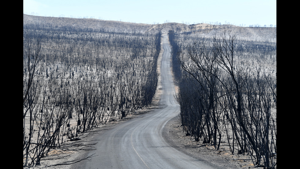 Пострадалите в пожарите животни на Австралия