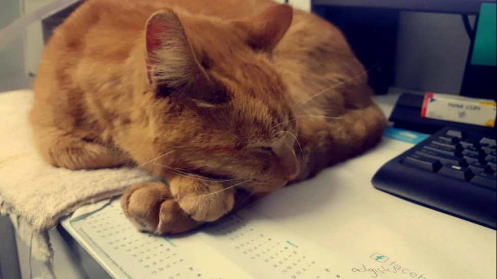 Котката полицай