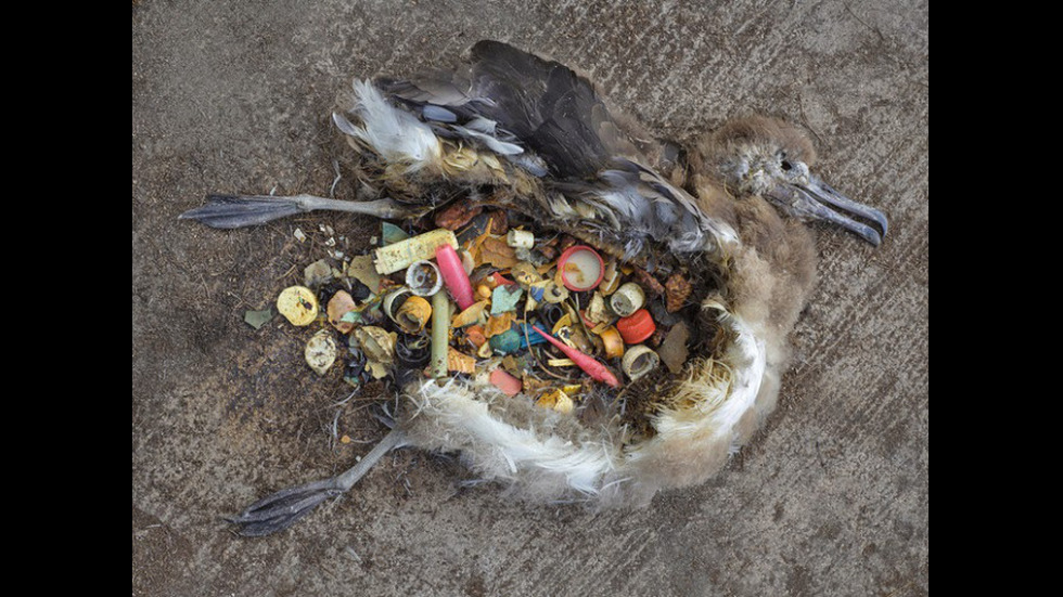 Как човешките отпадъци убиват животните