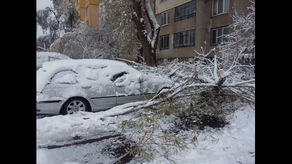 София осъмна със стотици паднали клони и дървета