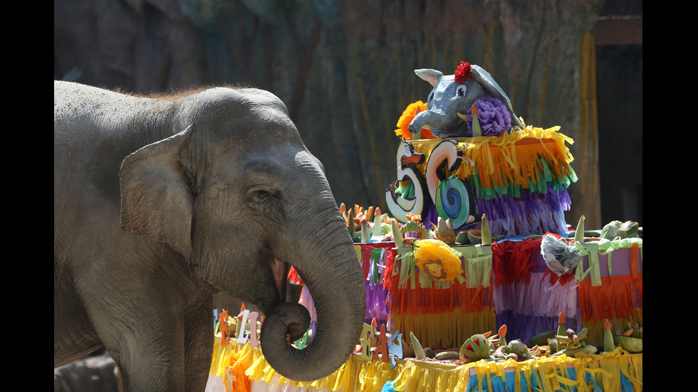 105 килограмова торта за рождения ден на слоницата Тромпита