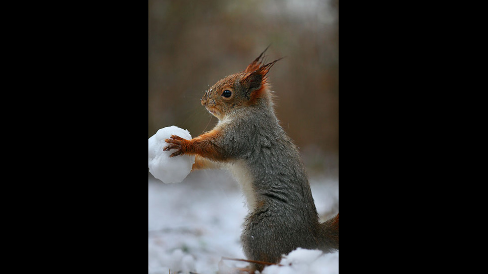 Играта на катеричките