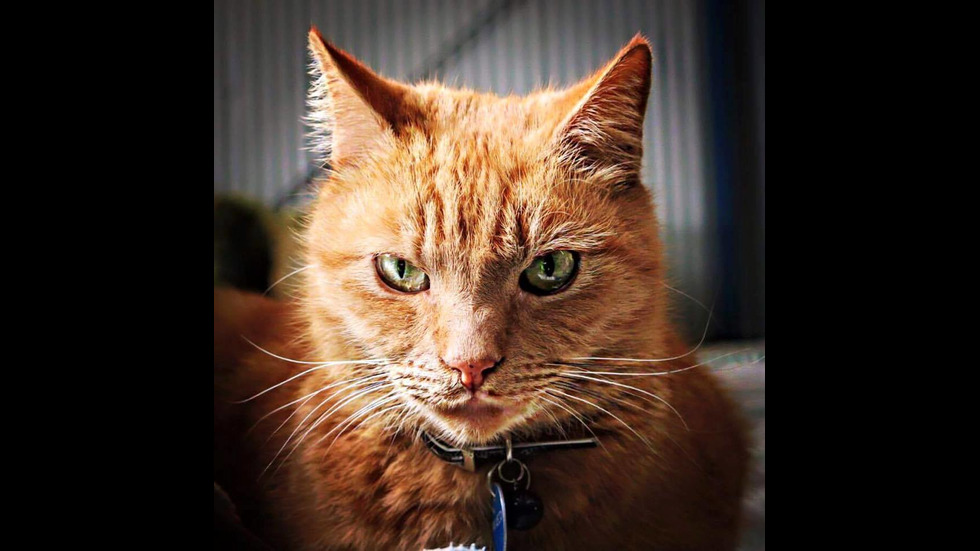 Котката полицай