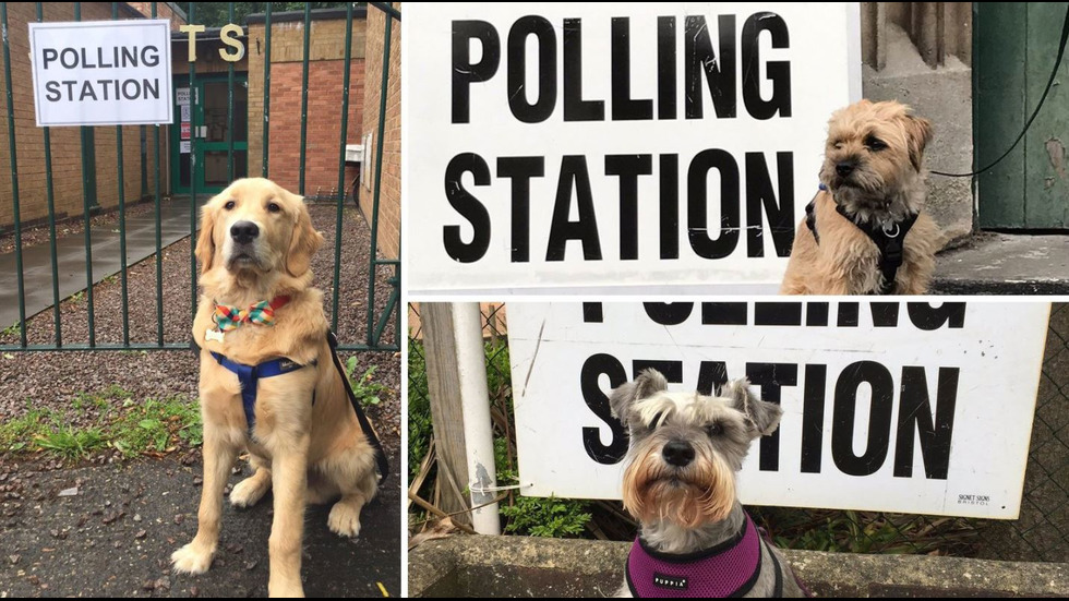 Кучета – хит на изборите във Великобритания