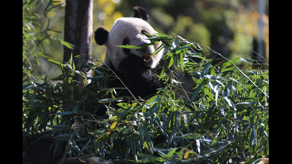 Мелания в зоопарк в Пекин и край Великата китайска стена