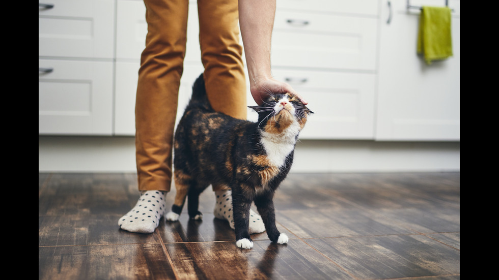 Има пет вида взаимоотношения между хората и котките