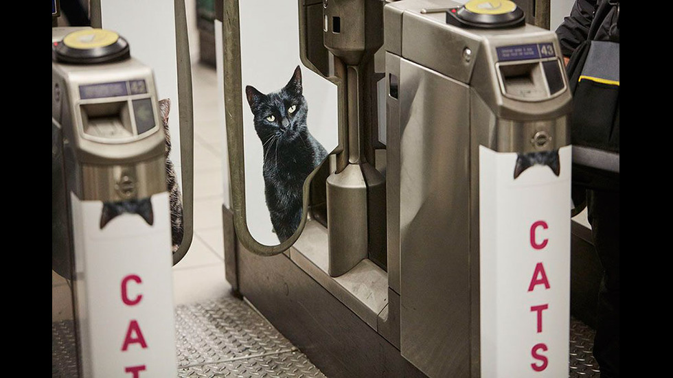 Котки превземат лондонското метро