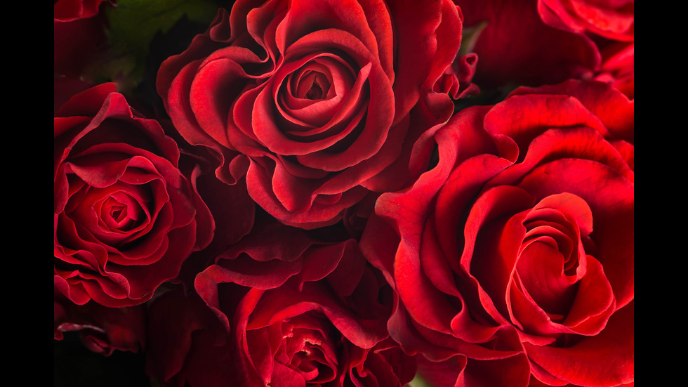 8 МАРТ: Какво цвете да подарим на любимата жена?