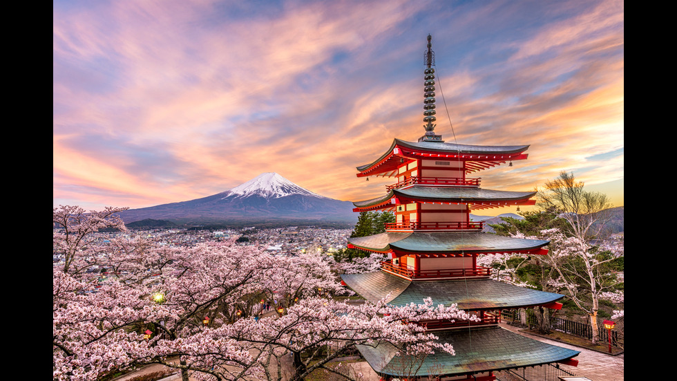 Сакура – розовата прелест на Япония