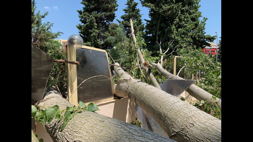 Инцидент с огромно дърво в Слънчев бряг