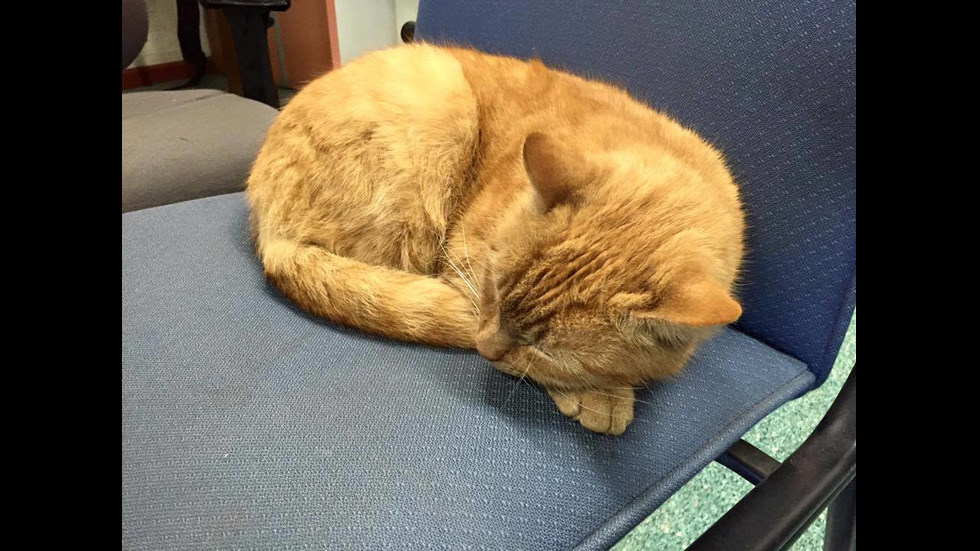 Котката полицай