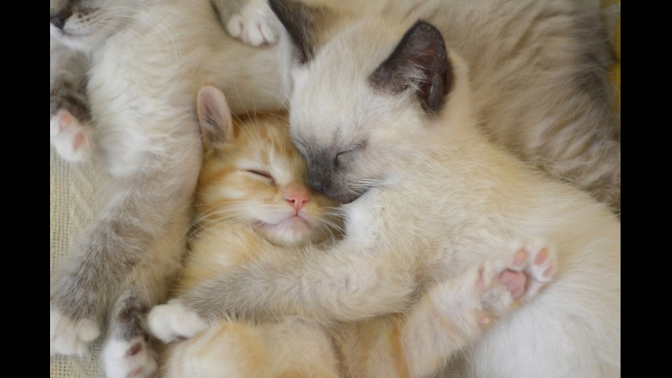 Котките - най-сладките спящи създания