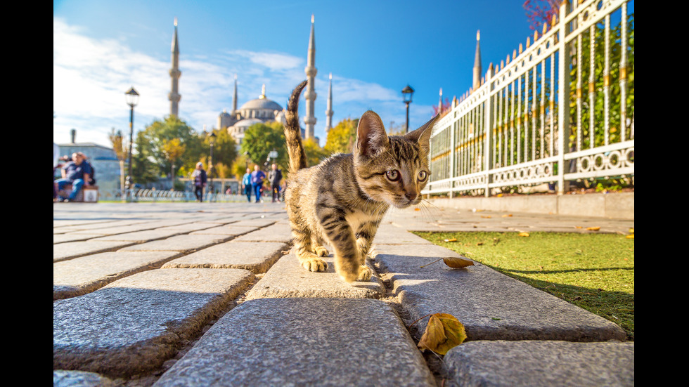 Странните традиции в Турция: Коли с килими, котки в метрото и безплатен лак за коса в тоалетните