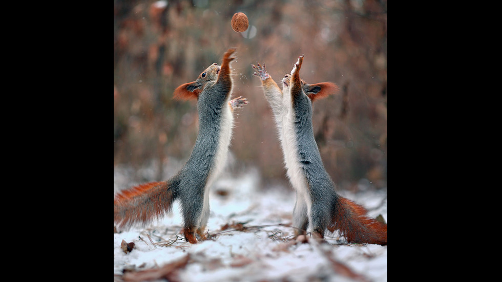 Играта на катеричките