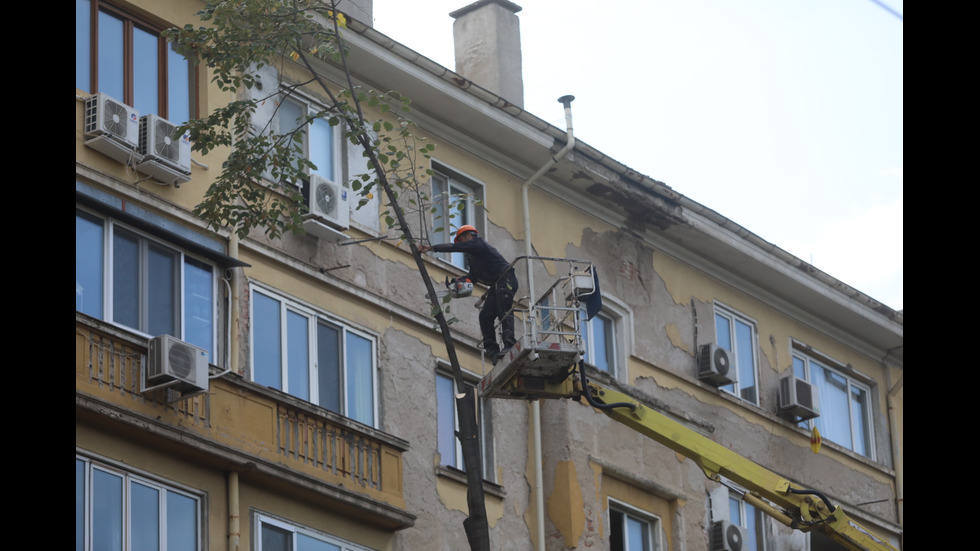 Започна рязането на дървета на улица "Опълченска" в София