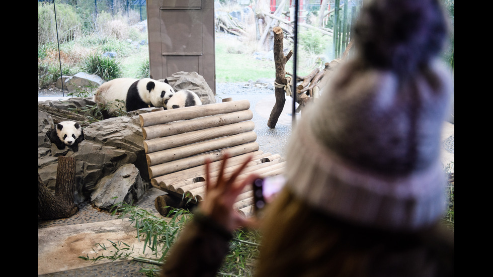 Бебета панди в Берлинския зоопарк
