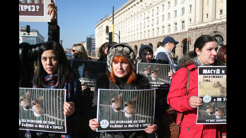 ЗАРАДИ ДВЕТЕ ЛЪВЧЕТА: Протест под прозорците на властта