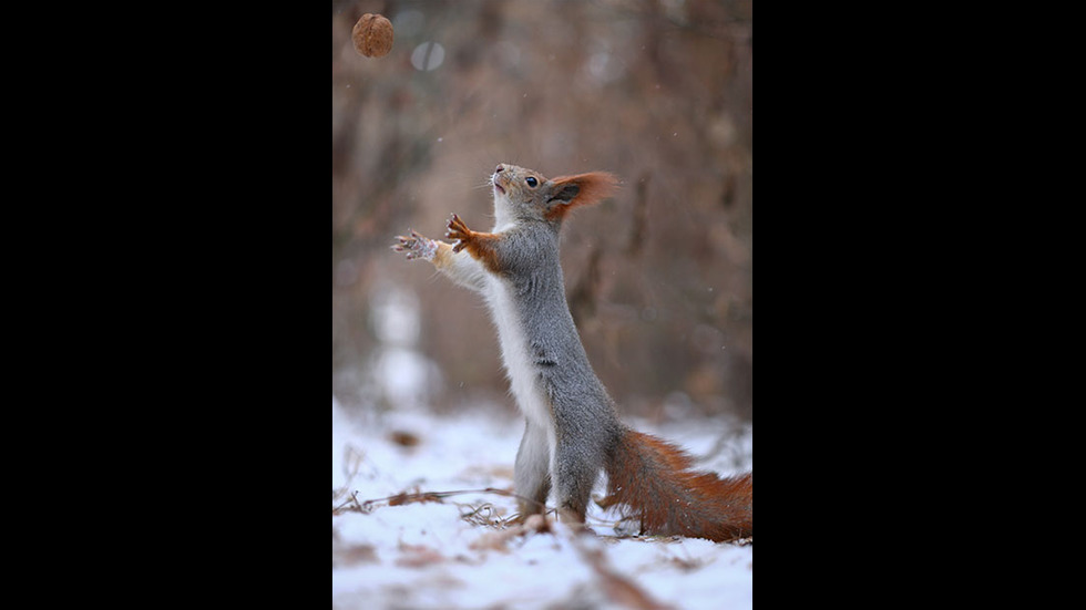 Играта на катеричките