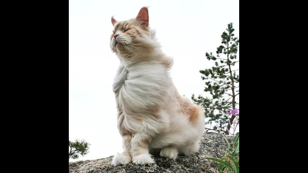Мейн Кун - едни от най-големите домашни котки в света