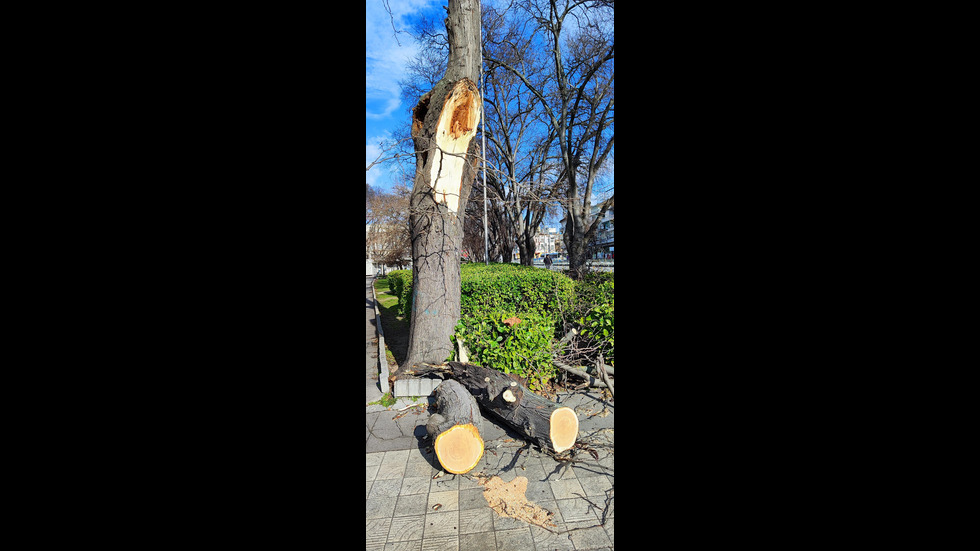 Силен вятър събори дървета и отнесе ламарини във Варна