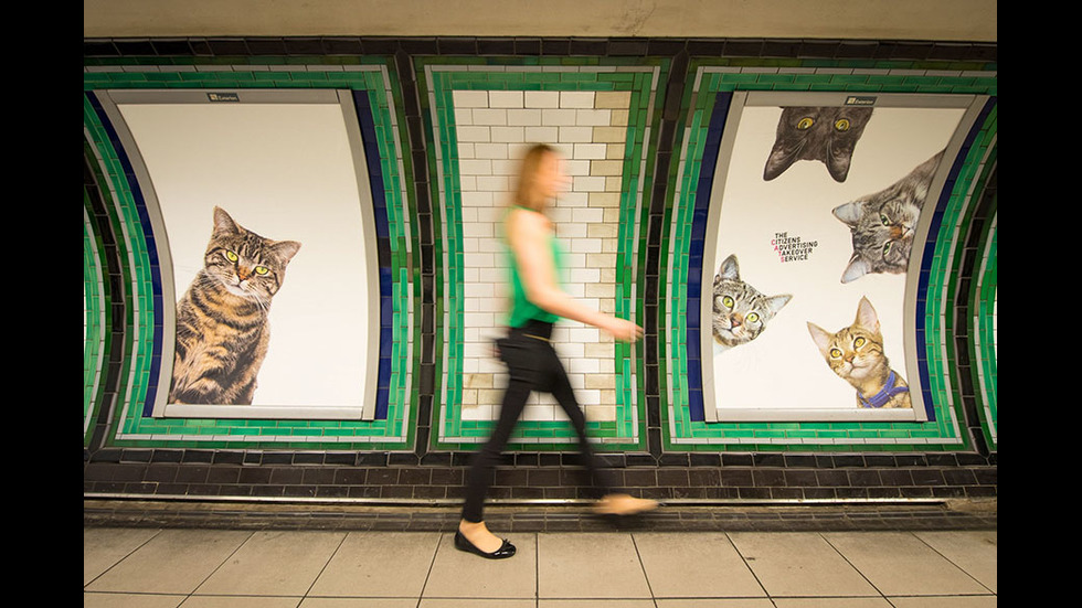 Котки превземат лондонското метро