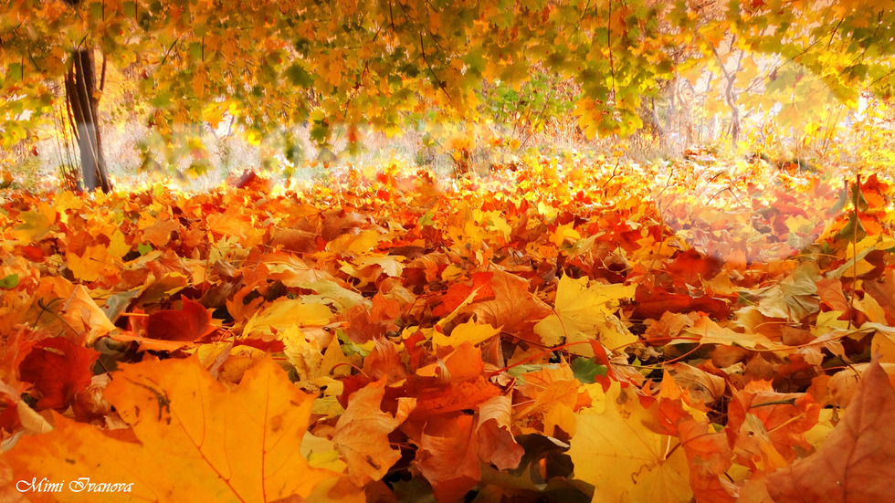 ЕСЕННА МАГИЯ: 20 доказателства, че есента е най-цветния сезон (ГАЛЕРИЯ)