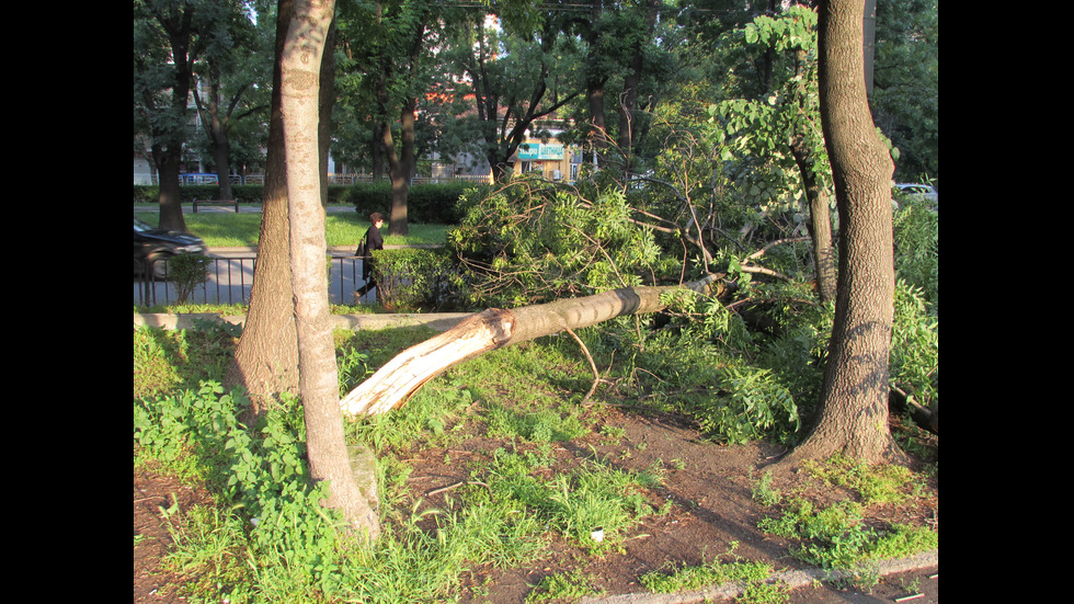 Силна буря повали дървета и електрически стълбове в Русенско