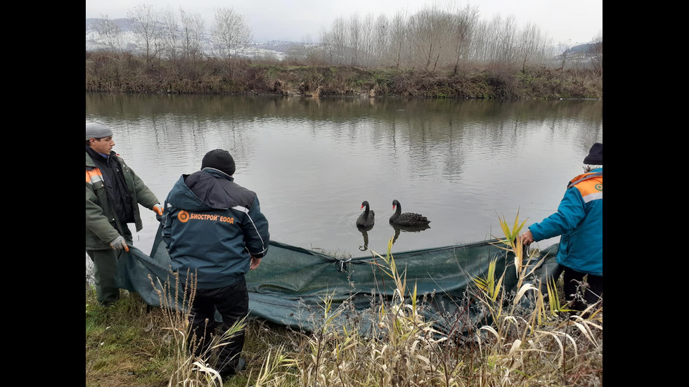 Хищник уби два от семейството лебеди в Благоевград