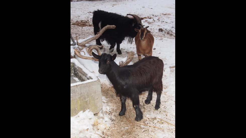 Нови бебета се родиха във зоопарка във Варна