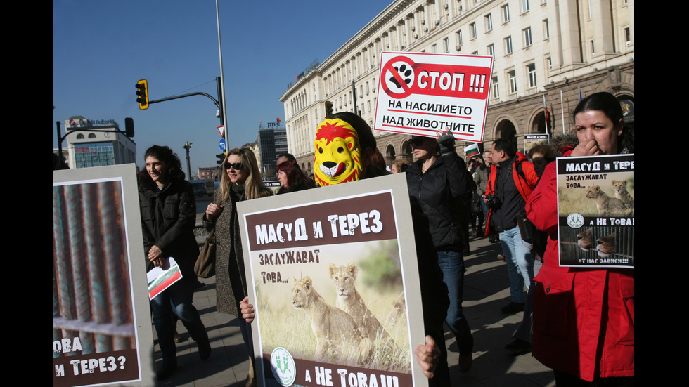 ЗАРАДИ ДВЕТЕ ЛЪВЧЕТА: Протест под прозорците на властта