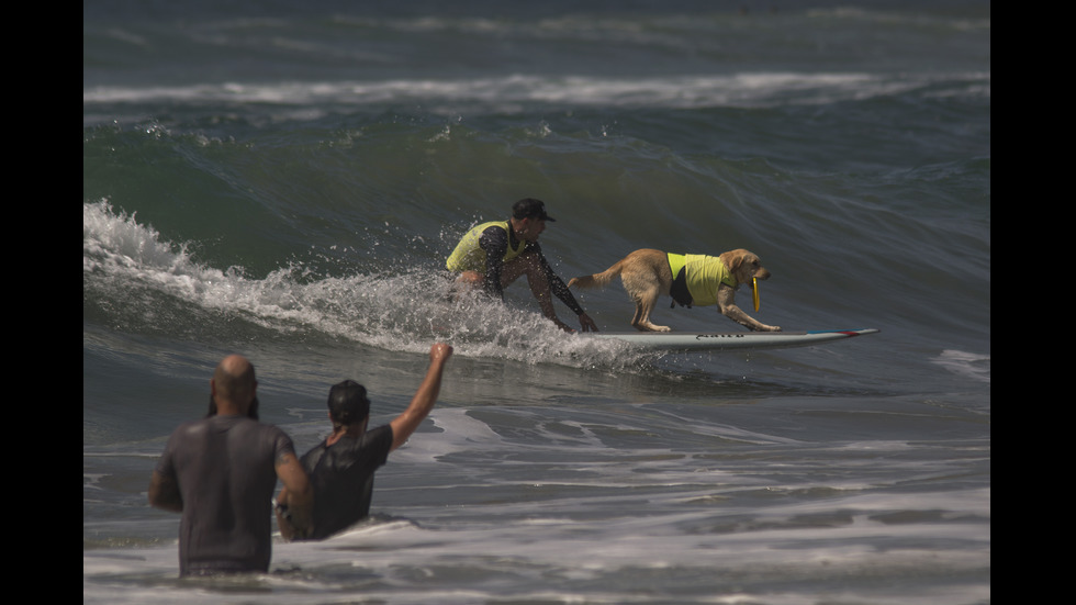 Кучета на състезание със сърфове