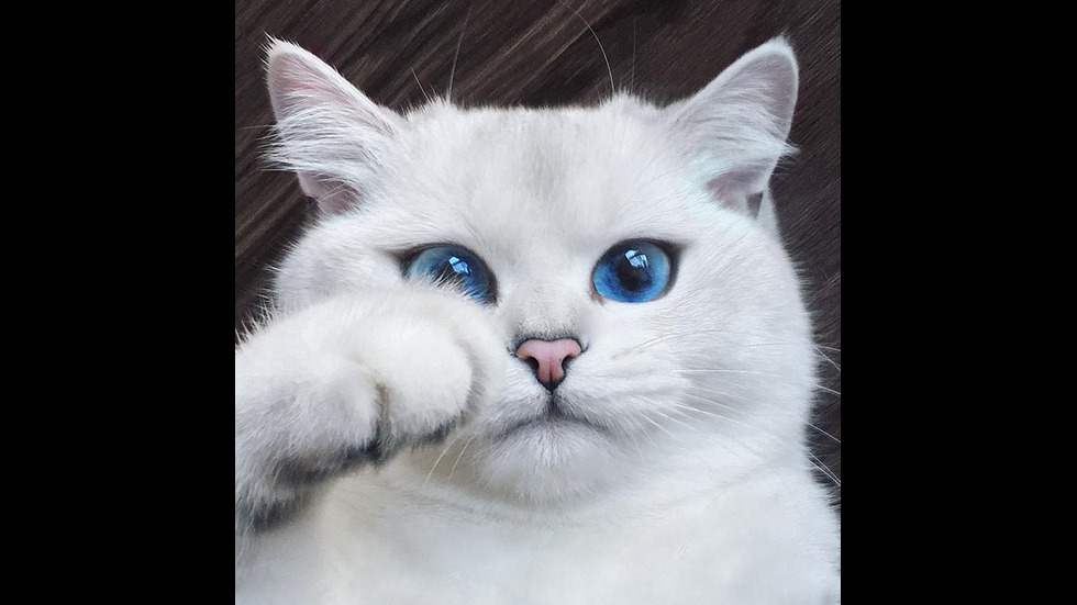 3. Коби – котката с най-красиви очи в света