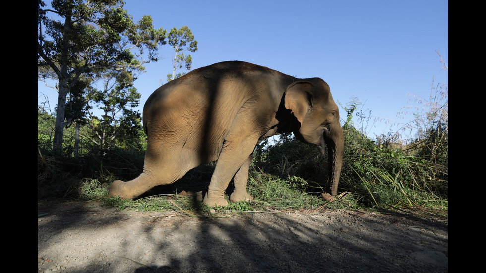 Новините на 2019-а в снимки