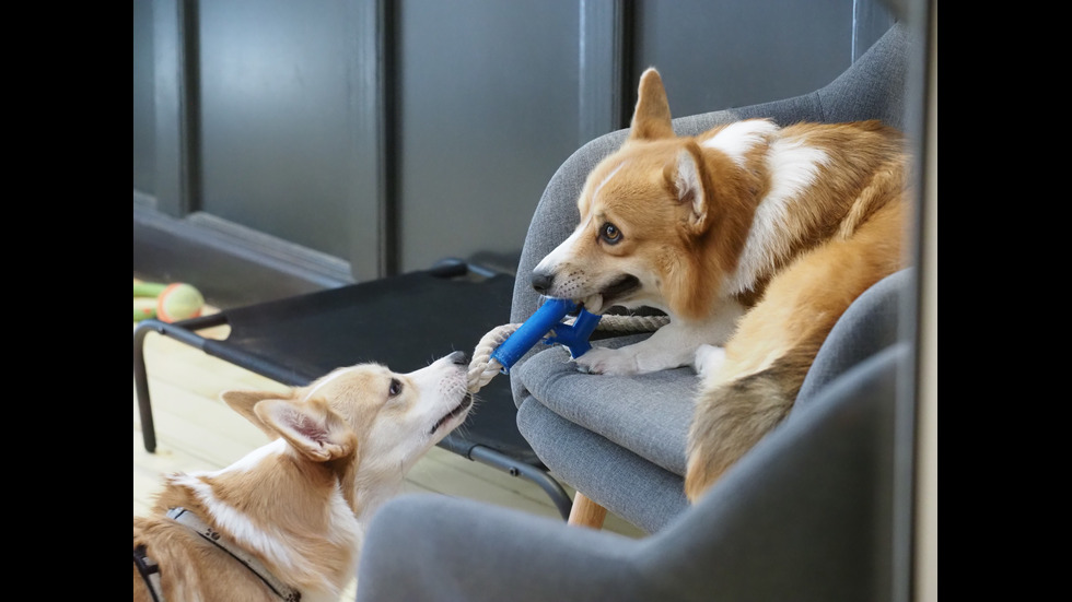 "Corgi's Cafe": Единственото заведение у нас, в което посетителите могат да се наслаждават на кученца