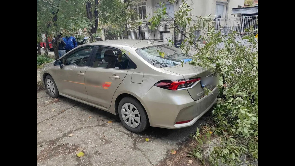 Сигнали за паднали дървета и клони, висящи ламарини, неукрепени билбордове в Пловдив
