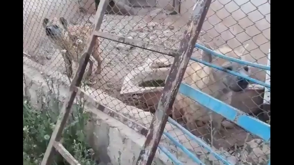 Спасиха животни от зоопарка в Алепо