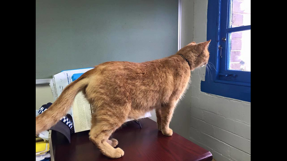 Котката полицай