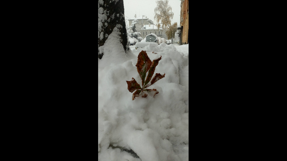 Снегът "изрисува" цяла България