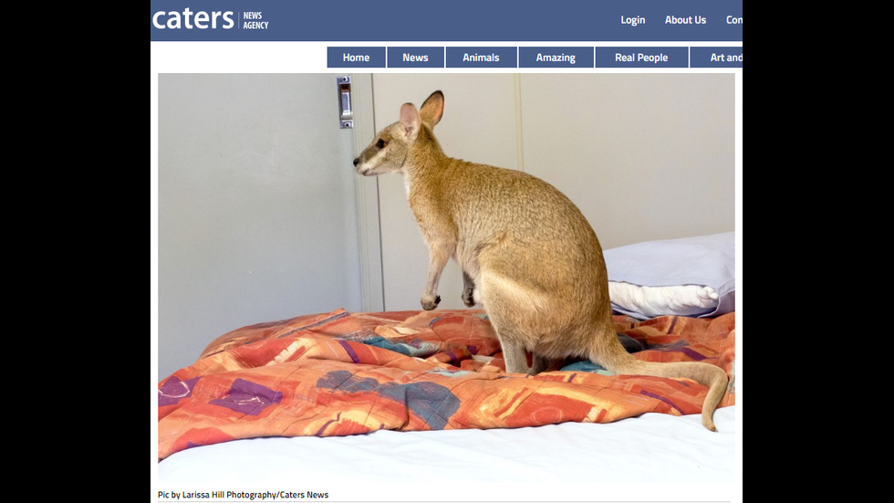 Диво уолаби заспа в леглото на австралийка